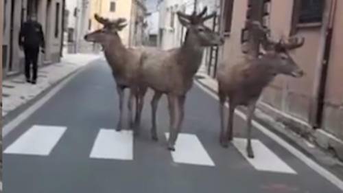 Cervi a passeggio per Villetta Barrea, Abruzzo. Gli animali approfittano delle strade vuote