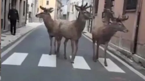 Cervi a passeggio per Villetta Barrea, Abruzzo. Gli animali approfittano delle strade vuote