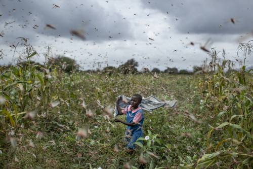 Un incubo che arriva dal cielo: le locuste si prendono l'Africa