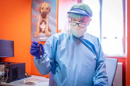 Test seriologici per il coronavirus (Fotogramma)