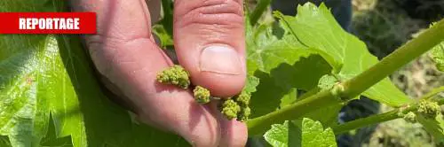 Gli agricoltori sono in ginocchio: "Senza aiuti, perderemo tutto"