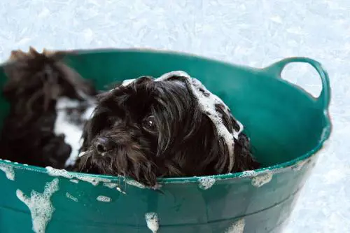 Salvate i cani, senza toelettatura si ammaleranno