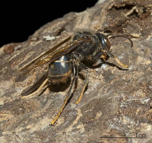 L'allarme in Toscana: arrivata la vespa killer che stermina le api
