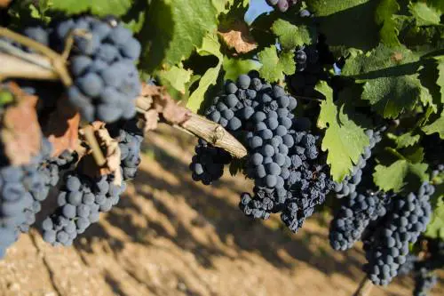 La guerra del Primitivo tra Puglia e Sicilia: "Non potete coltivarlo"
