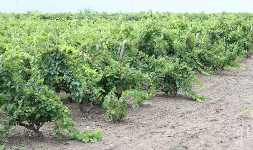"Non ci sarà mai un vino Primitivo Dop o Igp siciliano"