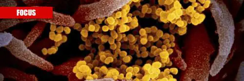 Dal pipistrello al laboratorio: tutte le teorie sull'origine del virus