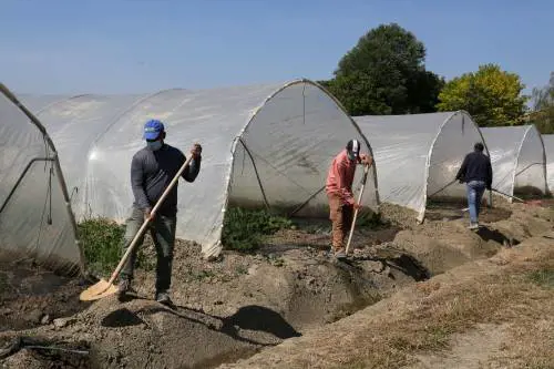 "Non si trova spazio per tutti". E i braccianti italiani restano senza lavoro