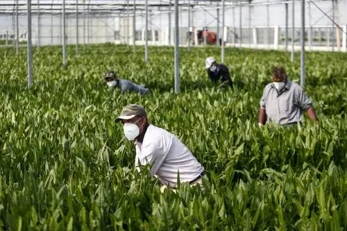 Quel "corridoio verde" di braccianti marocchini: "Serviva la maxi sanatoria di immigrati?"