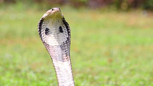 India, uomo uccide la moglie "usando un cobra"
