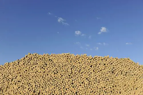 Innovazione e sostenibilità, così Panguaneta Plywood affronta la sfida post emergenza