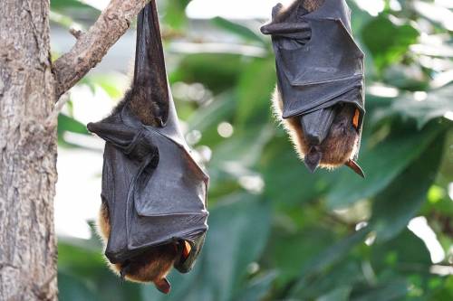 Nuovi coronavirus nei pipistrelli: ecco perché non fanno paura