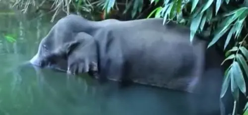 No, la storia dell'elefante non è andata come hanno raccontato