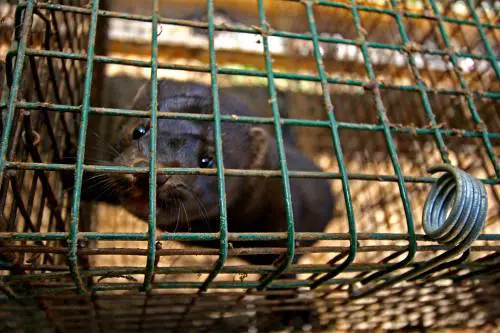 Danimarca, virus mutato nei visoni: "Situazione molto grave"
