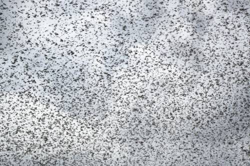 Dopo la pandemia, le locuste: ecco l'ultimo flagello del 2020