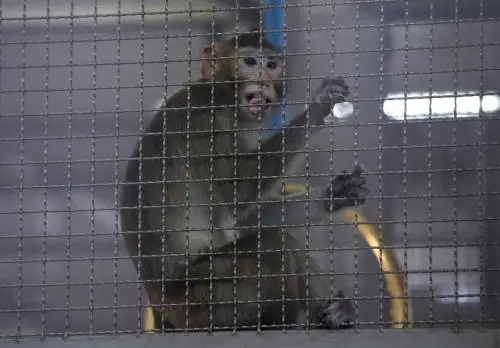 Animali intrappolati e venduti: l'orrore che scatena l'epidemia