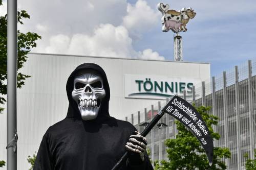 L'oscuro inferno dei mattatoi: così esplode il virus in Germania