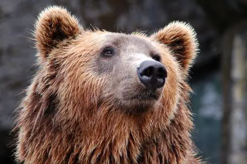 "Stop all'abbattimento", il Tar salva l'orsa ​JJ4 