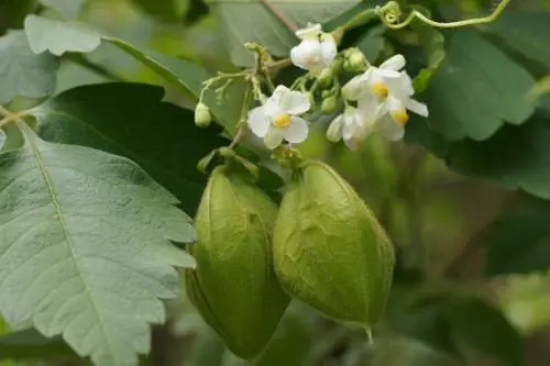 Le immagini delle specie aliene invasive