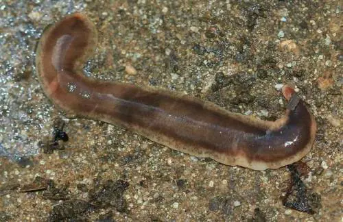 La "bomba" delle specie aliene: ecco che cosa può succedere