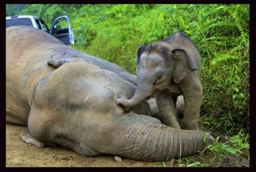 Misteriosa strage di elefanti: ora si teme un nuovo virus