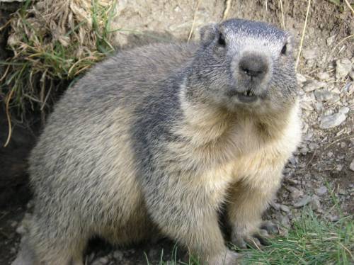 Peste nera in Mongolia: scatta la quarantena per aver mangiato carne di Marmotta cruda