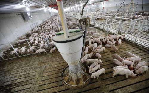 Perché i maiali ci fanno paura: così fanno "esplodere" il virus