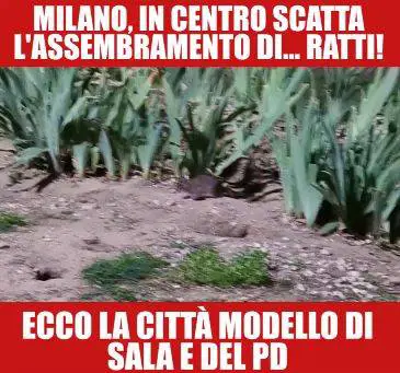 Degrado a Milano: il centro è invaso dai topi