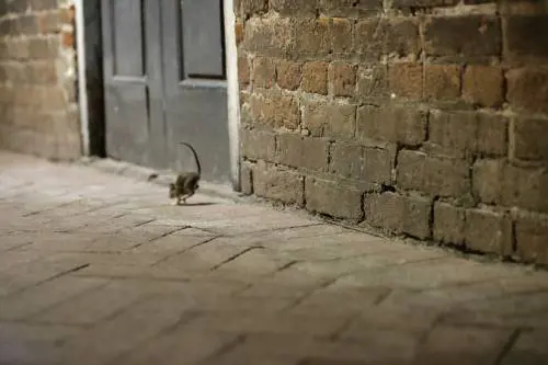 Ecco perché la peste bubbonica è il nuovo problema per la Cina