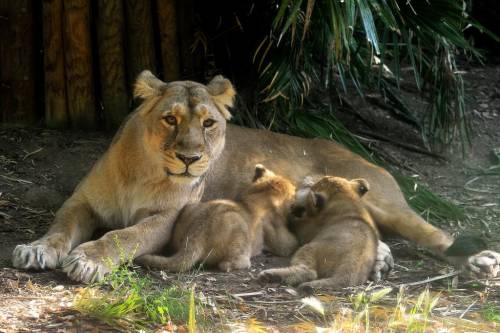 Al Bioparco sono nati due leoncini asiatici