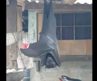 Il pipistrello gigante esiste: adesso c'è la prova