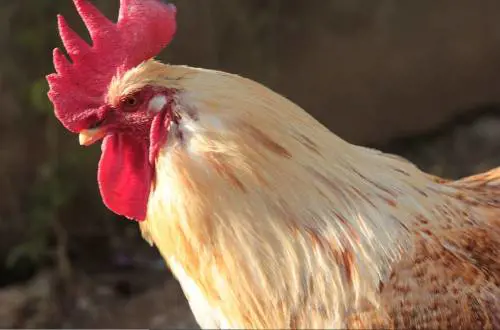 "Ci sveglia alle 4 di mattina". E spunta una petizione contro il gallo Garibaldi