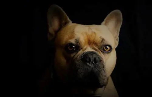 Turisti lasciano bulldog in auto sotto il sole, il cane muore. Denunciati
