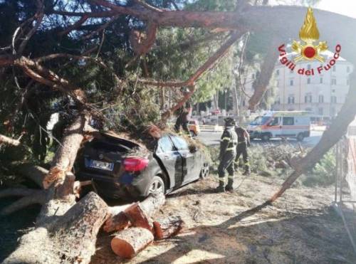 Un pino sull'auto in corsa: tragedia sfiorata a Roma