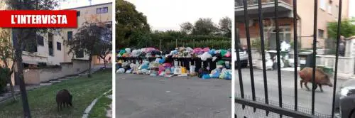 "Vermi, topi e cinghiali dentro casa, così la Raggi ci ricopre di rifiuti"