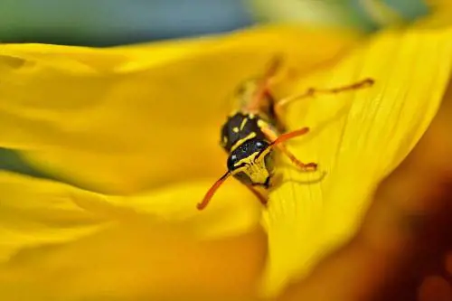 Cosa fare in caso di punture di insetti e meduse