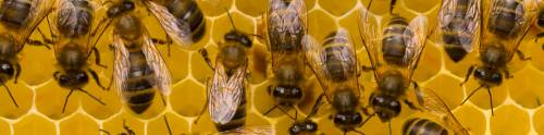 Grande mistero delle api: morte milioni in 2 giorni: cosa succede a Brescia