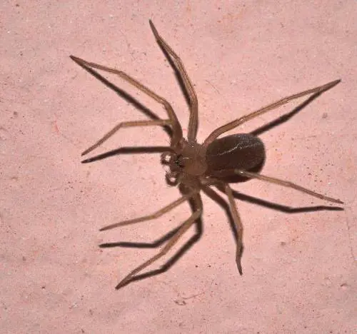 Ragno violino, la mappa interattiva che ne segnala la presenza