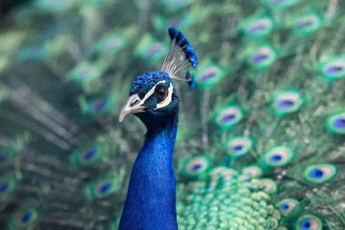 Nella selezione naturale a volte vince il più bello