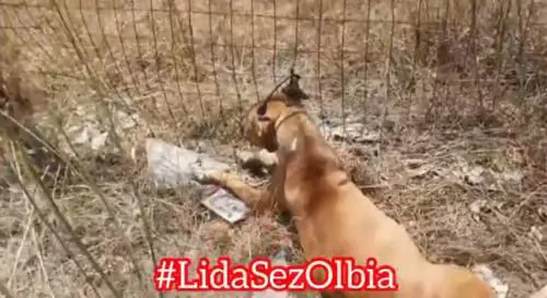 Due cani incappucciati e impiccati a cancello: orrore ad Olbia