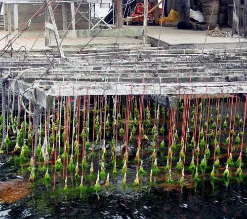 L'ultima crociata vip: "Le ostriche a km zero rovinano le coste"