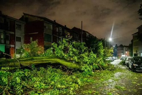 Un albero caduto per maltempo a Milano