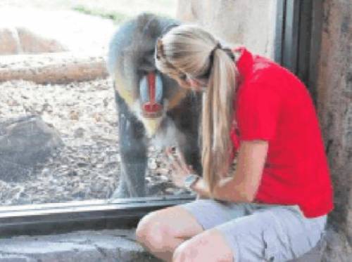 Mancano visitatori Animali degli zoo apatici e depressi