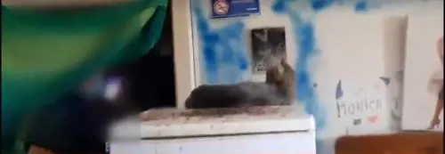 Bologna, vive nella sporcizia e negli escrementi con gatti e tartaruga: 40enne segnalato