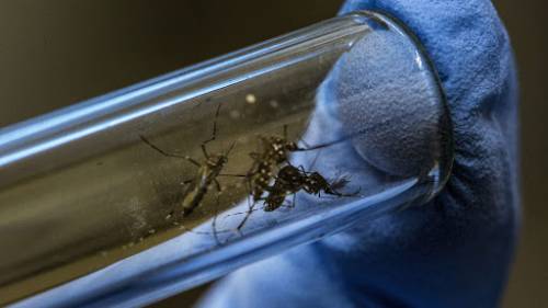 Un batterio nelle zanzare: la rivoluzione nella cura della dengue