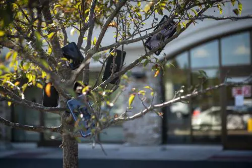 Smartphone appesi agli alberi: cosa c'è dietro questa foto