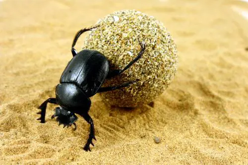 Fabre, lo scienziato che chiedeva agli insetti cos'è un uomo