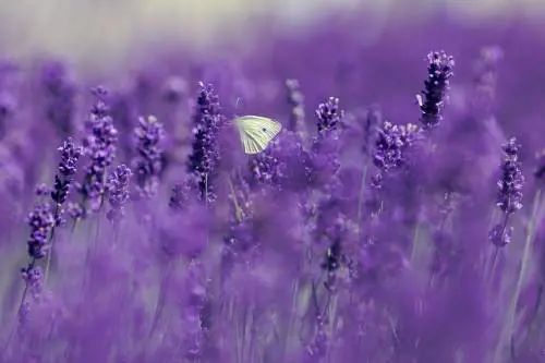 Così la lavanda toglie l'ansia