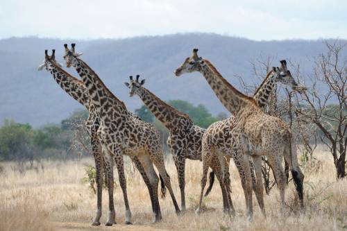 La lunga battaglia per salvare le giraffe dall'estinzione