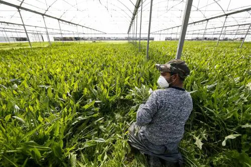 Sanatoria, beffa della Bellanova: spese a carico degli imprenditori