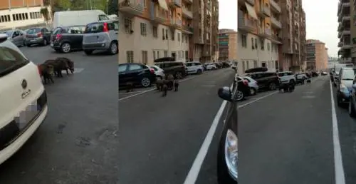 Più cinghiali che turisti: ecco la Roma della Raggi
